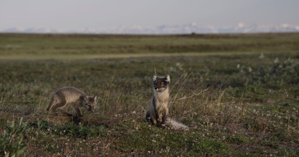 Two small foxes explore a vast field of grasses with a snowy mountain range in the distance.