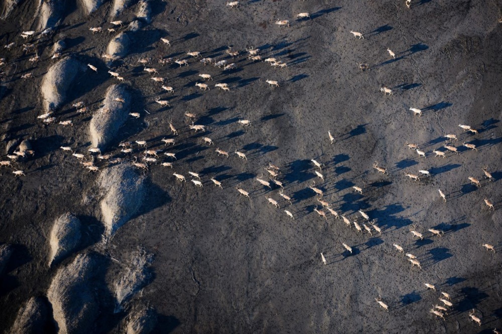 Aerial view of a gray landscape dotted by a herd of caribou on the move.