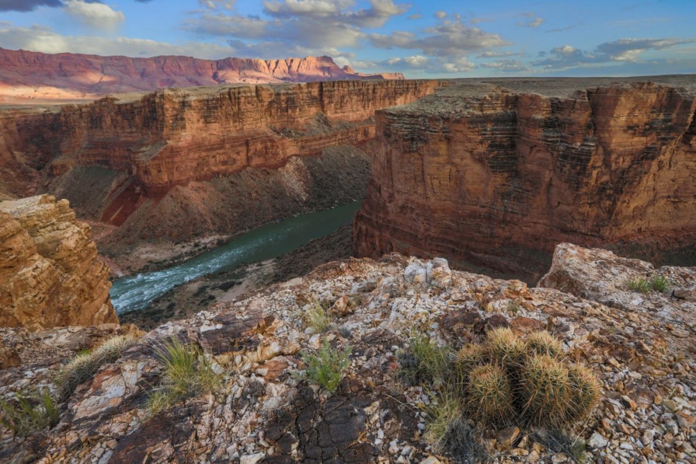 View standing at a canyon’s edge, where a cluster of small cacti are growing as a river runs between the canyon walls in the distance.