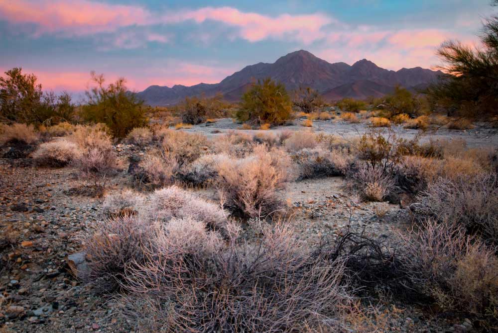 Shrubs and the Chuckwalla Mountains are flanked by pink clouds during sunrise