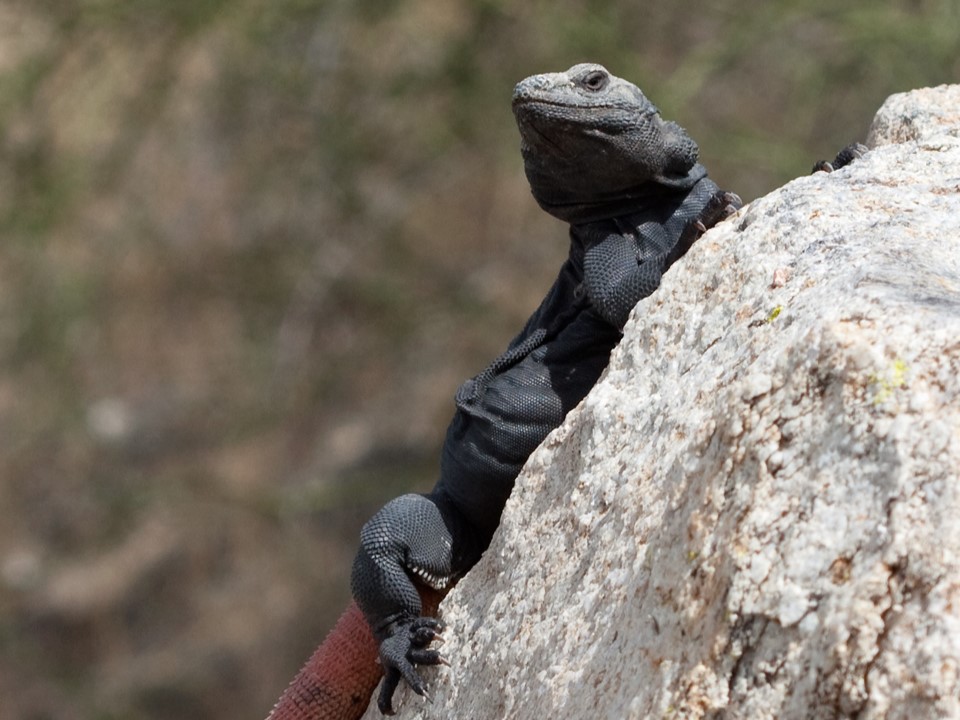 A chuckwalla lizard looks out from its perch on a rock.